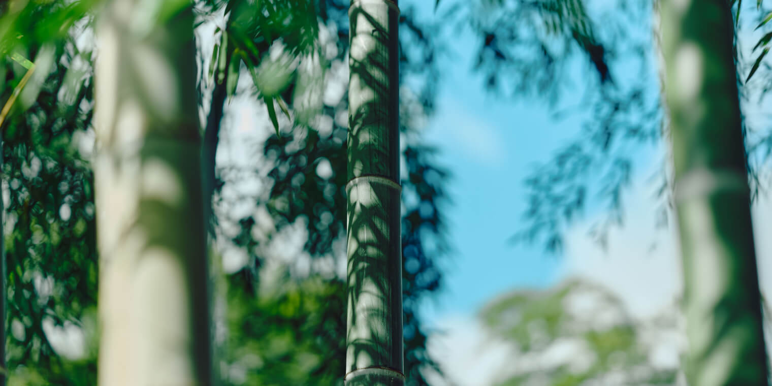 竹の径 紹介画像