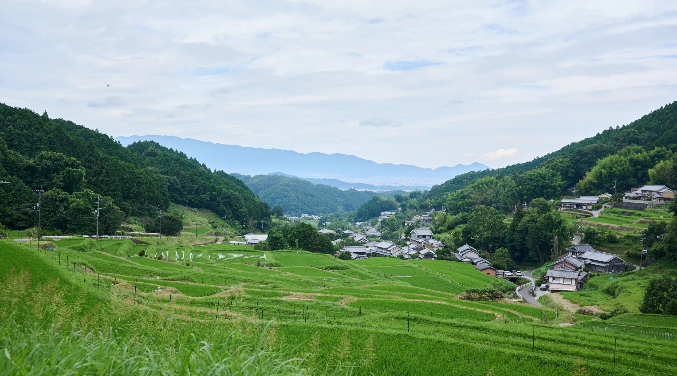 細川の棚田 紹介画像